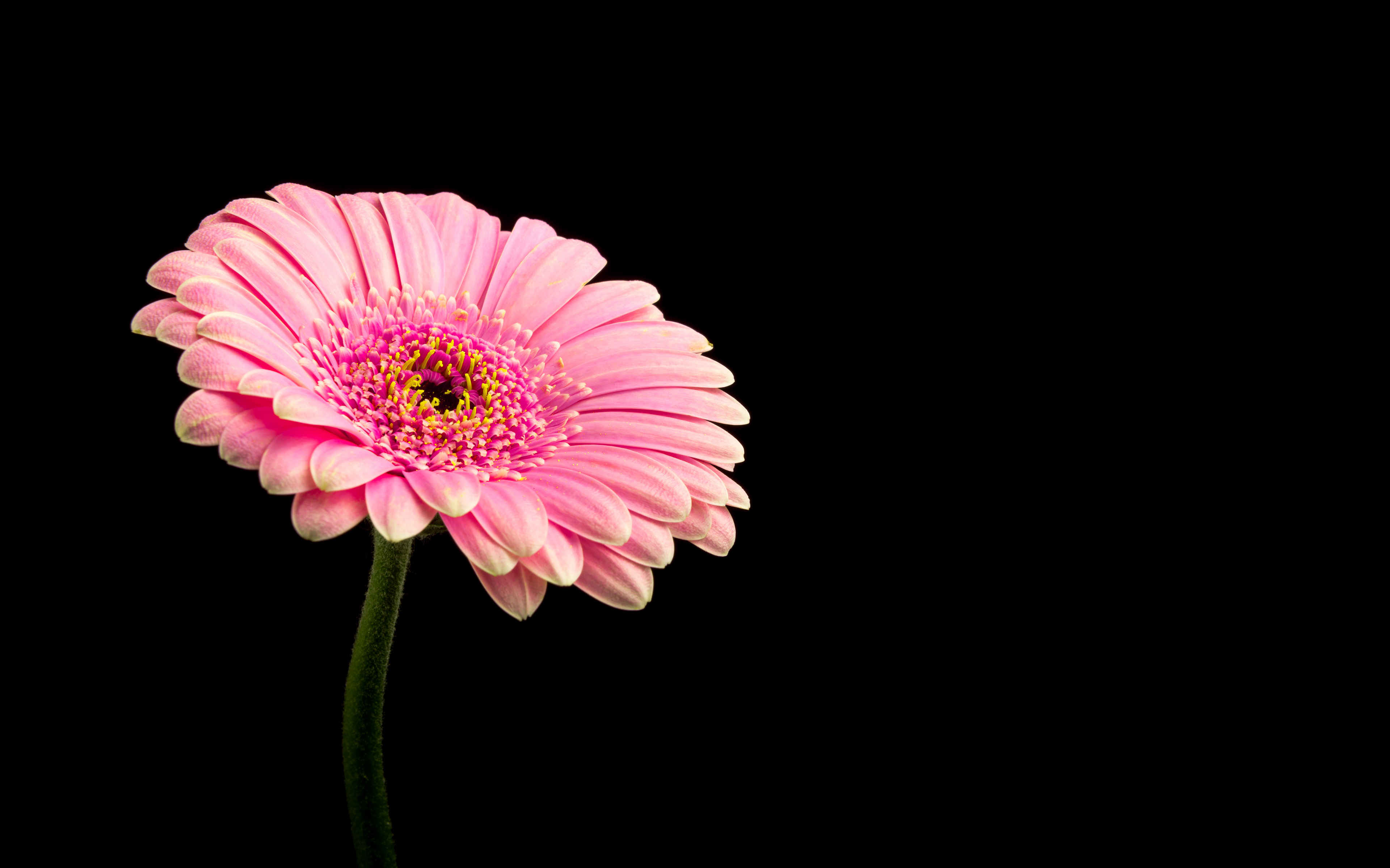 Pink Daisy Flower 4K226191256
